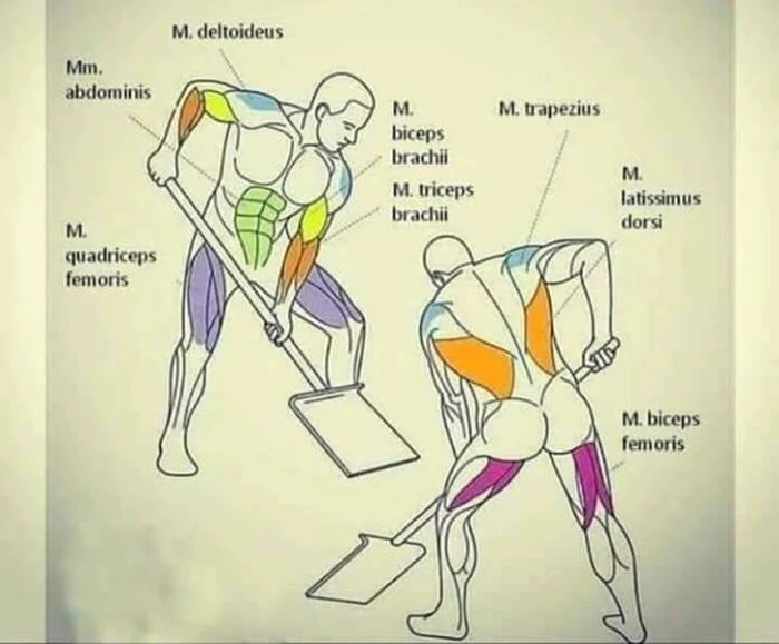 O grafică inedită care arată care muşchii lucrează în timpul cărăţării zăpezii