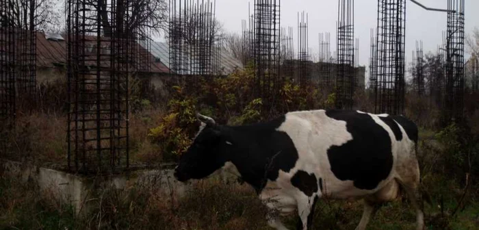 Investiţia la şcola nouă s-a oprit la stadiul de fundaţie FOTO: Ştefan Borcea