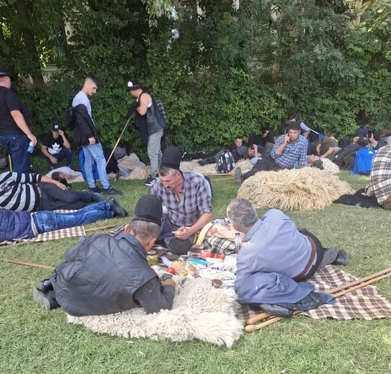 oieri_stand_pe_iarba_pe_cojoace_foto_constanța_ștefan