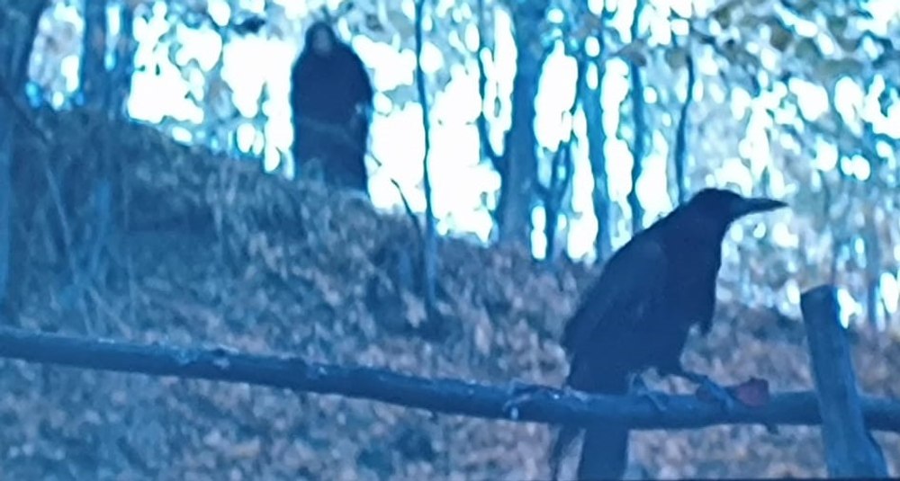 Cioara vorbitoare a ajuns vedetă de film. Cronco apare în filmul „Capra cu trei iezi“ VIDEO
