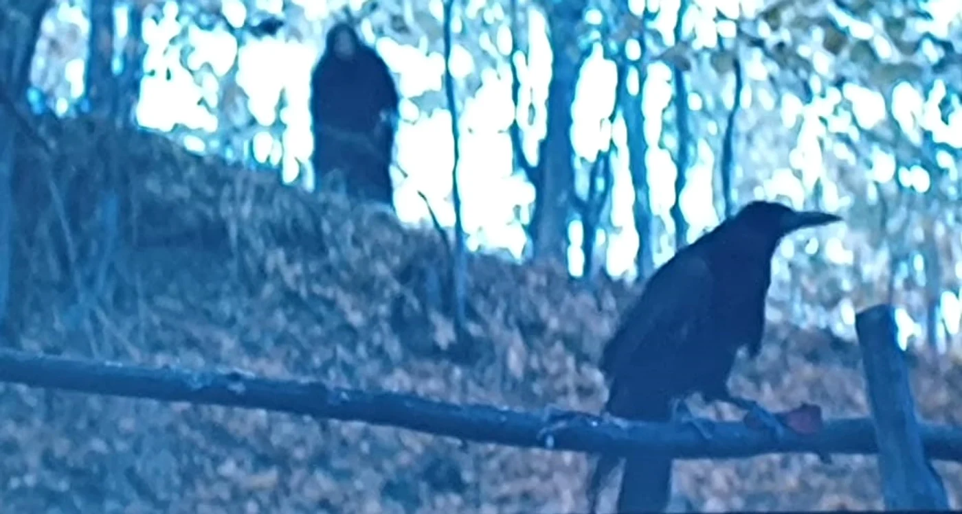 Secvență din filmul „Capra cu trei iezi“