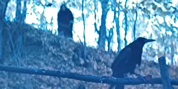 cioara cronco jpeg