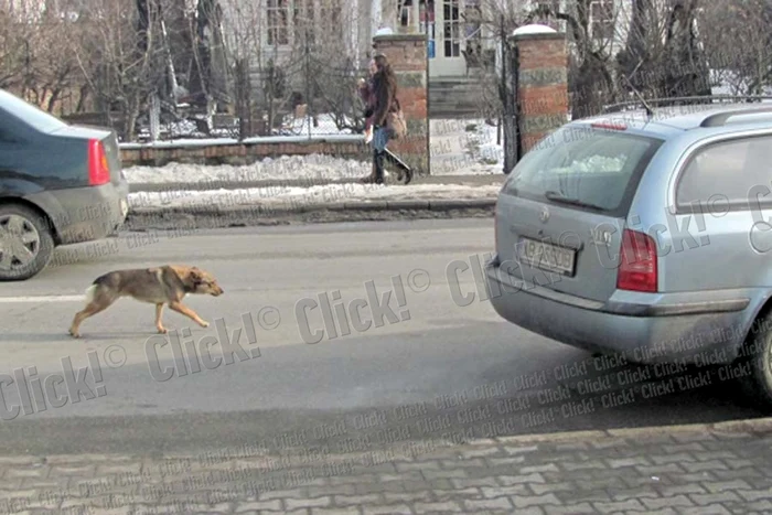 „Vulpea” nu se mişcă de lângă autoturismul parcat (Foto: Dorin Ţimonea)