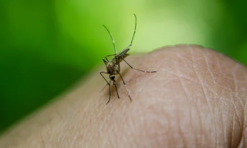 tantar west nile jpeg
