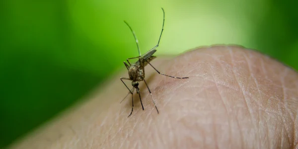 tantar west nile jpeg