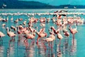 1 pink flamingo 1484781 1280 jpg jpeg