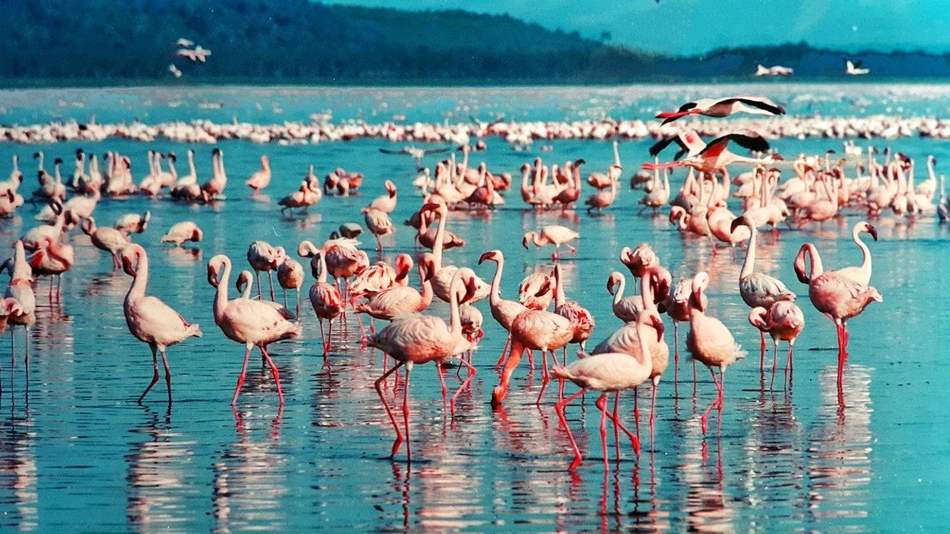 1 pink flamingo 1484781 1280 jpg jpeg