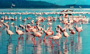 1 pink flamingo 1484781 1280 jpg jpeg