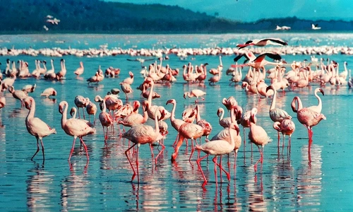 1 pink flamingo 1484781 1280 jpg jpeg