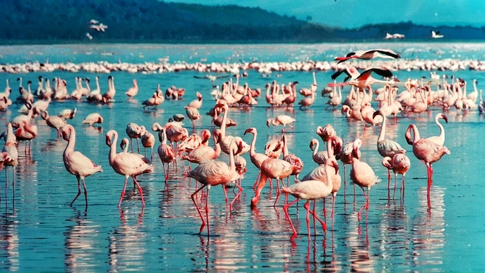 1 pink flamingo 1484781 1280 jpg jpeg