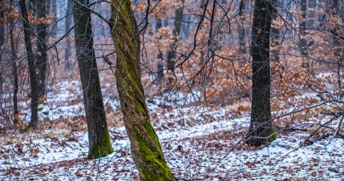 Documentar Padurea Hoia-Baciu Cluj