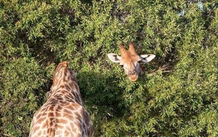 Nici chiar o girafă nu poate face asta! cu siguranță sunt două