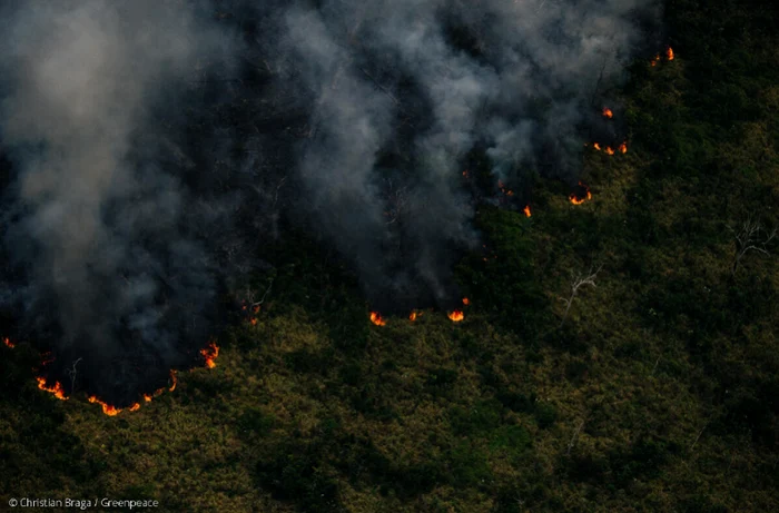 Sursă foto: Greenpeace via news.ro