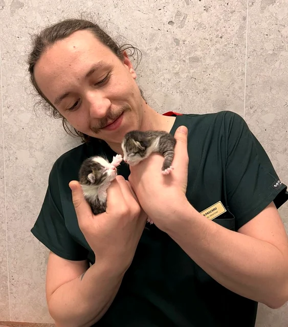 O pisică s-a prezentat singură la spitalul de animale pentru a naște. FOTO Ziarul de Iași