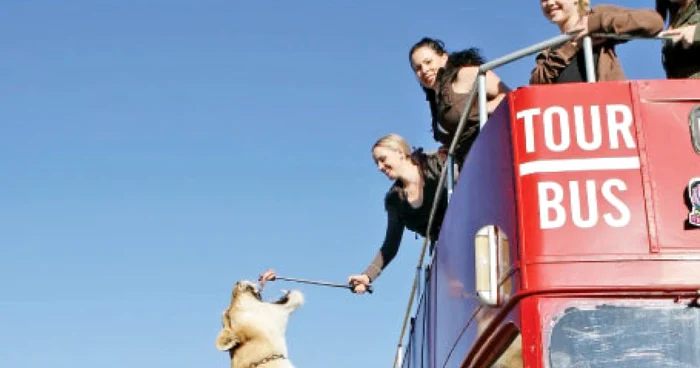 Hercules primeşte hrană de la angajaţii Institutului TIGERS, cocoţaţi pe un autobuz supraetajat