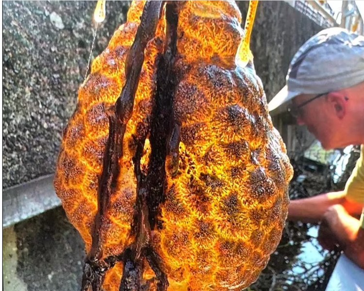 Descoperire bizară. Apariția unor saci de ouă extraterestre în râuri i-a derutat pe ecologiști