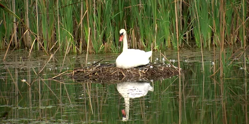 poze delta jiu 6 foto adevarul png