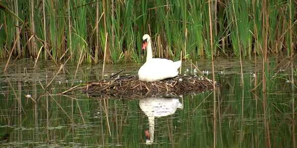 poze delta jiu 6 foto adevarul png