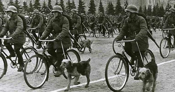 Sovieticii au ataşat bombe pe câini şi i-au dresat să fugă şi să se ascundă sub tancurile germane FOTO Business Insider