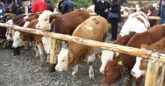 72 de viţei s-au vândut prin licitaţie la târgul de la Sălciua