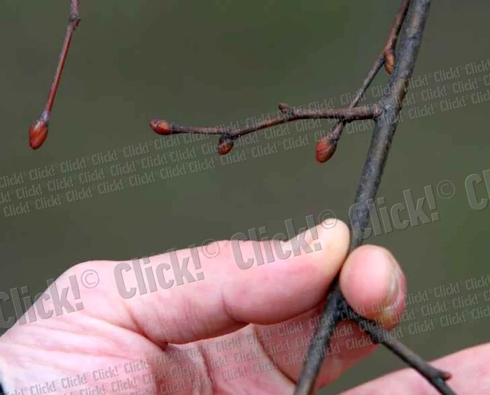 Terapiile cu muguri sunt recomandate primăvara, în sezonul lor.