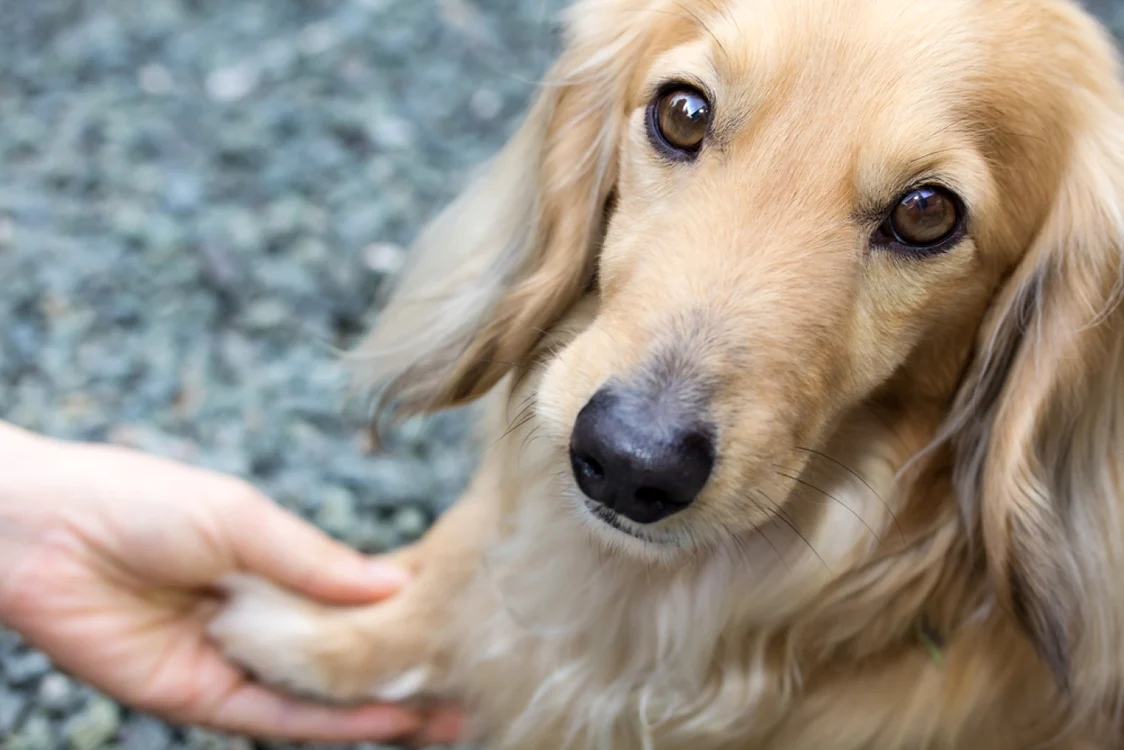 Medicamentele pentru animale se vor elibera doar la prescriptia medicului veterinar
