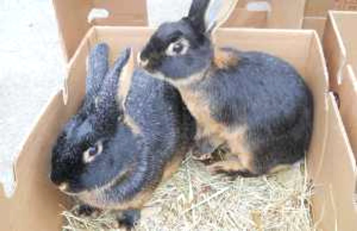 Păsări şi animale de rasă la Expo Transilvania
