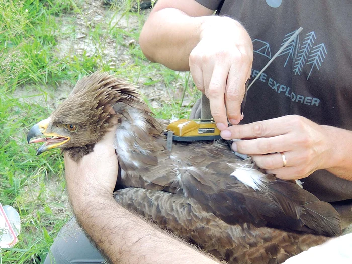 Transmiţătorul cântăreşte 45 de grame