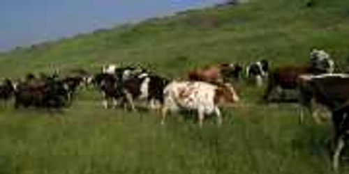 Compania Napolact susţine că laptele provine de la vacile din Ardeal. FOTO: Arhivă