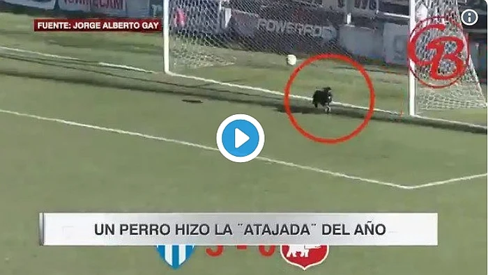 
    Mingea a lovit câinele, care a oprit-o împiedicând-o să intre în poartăFoto: Twitter  