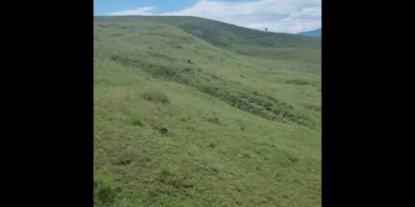 Taur ucis de un urs în Titeşti - Ţara Loviştei - judeţul Vâlcea