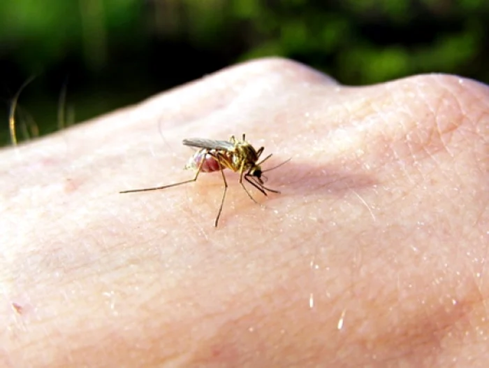 Proiectul vizează controlul asupra proliferării excesive a insectelor FOTO Adevărul