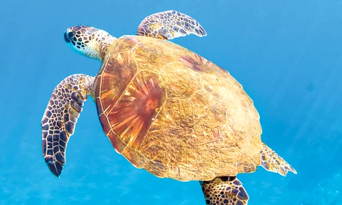 1 70743 original jpg jpeg