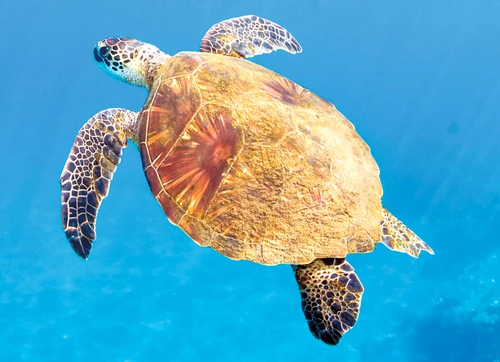 1 70743 original jpg jpeg