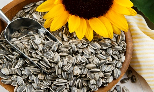 beneficiile seminţelor de floarea soarelui jpeg