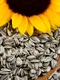 beneficiile seminţelor de floarea soarelui jpeg