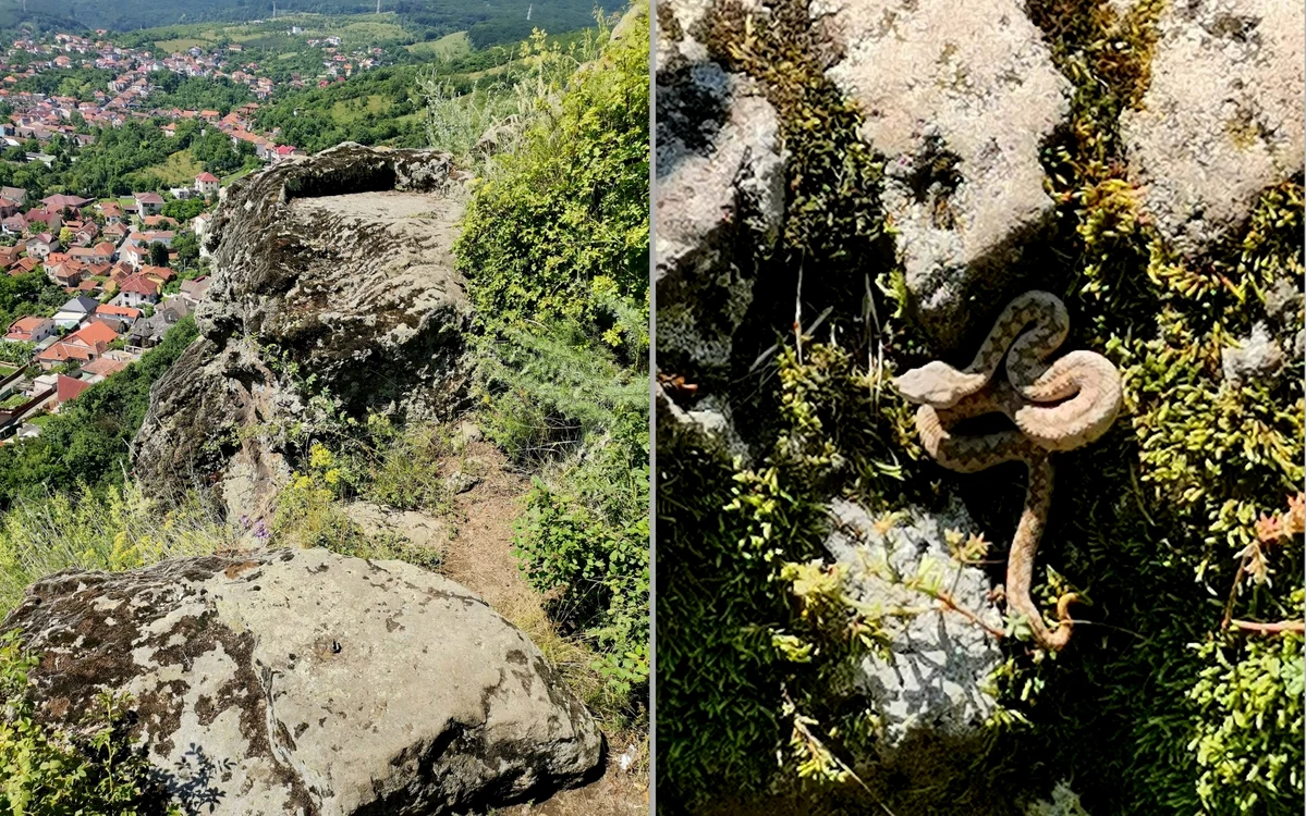 Pui de viperă în Cetatea Devei. Foto: Florina Crișan.