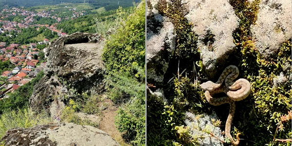 Vipere in Cetatea Devei  Foto Floria Crișan jpg