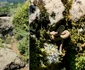 Vipere in Cetatea Devei  Foto Floria Crișan jpg