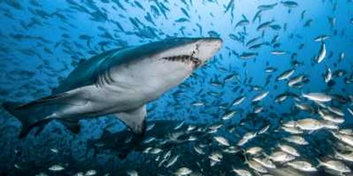 rechinii foto bbc earth