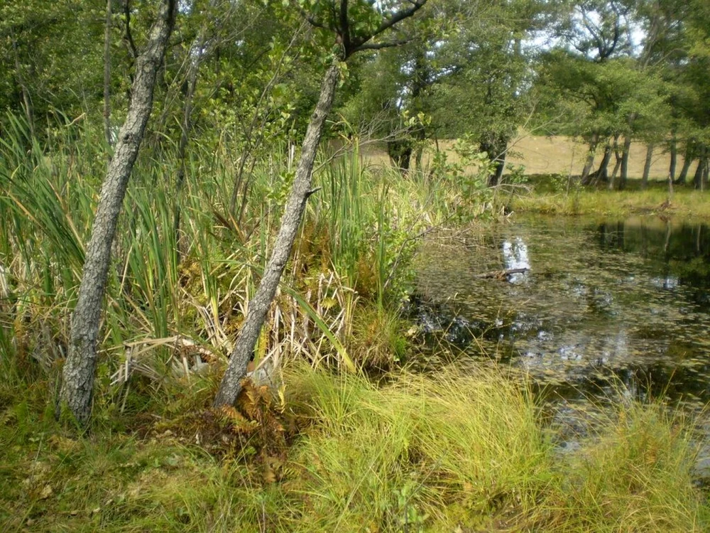 Lacul are o adâncime de peste 12 metri, iar mlaştina de peste 14 metri FOTO evaleateleajenului.ro