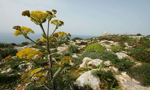 Planta miraculoasa  jpeg