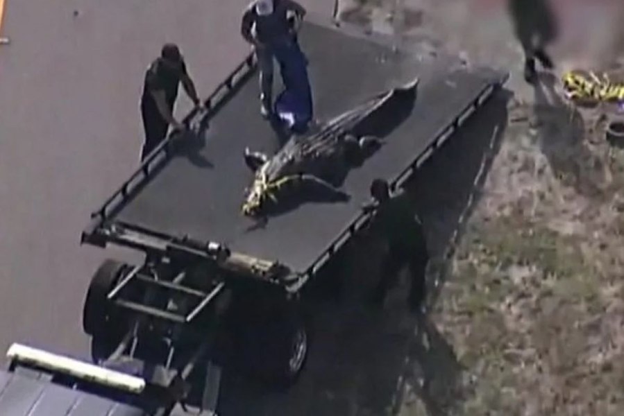 Moartea cumplită a unei femei. A fost ucisă de un aligator de patru metri lungime 