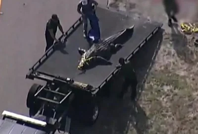 Moartea cumplită a unei femei  A fost ucisă de un aligator de patru metri lungime  Foto via BBC jpg