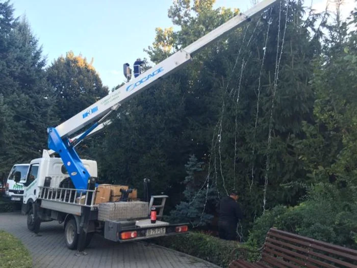 Muncitorii au împodobit brazii cu sute de beculeţe