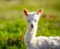 Pui de Alpaca adus pe lume la poalele Retezatului Foto Dino World Transylvania (4) jpg