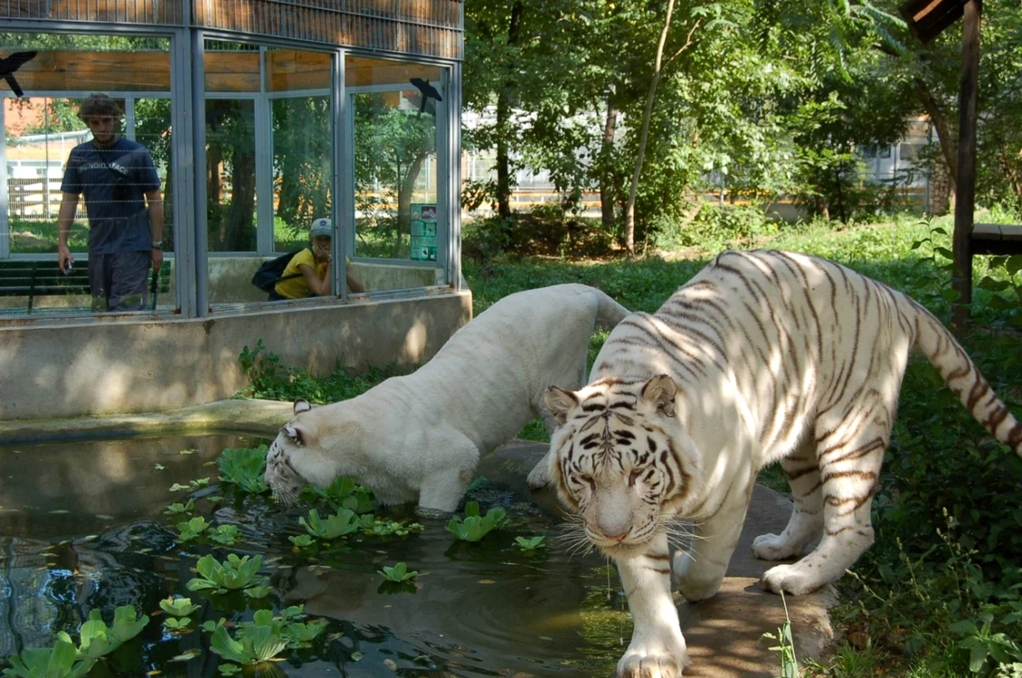 Grădina Zoologică de la Nyíregyháza