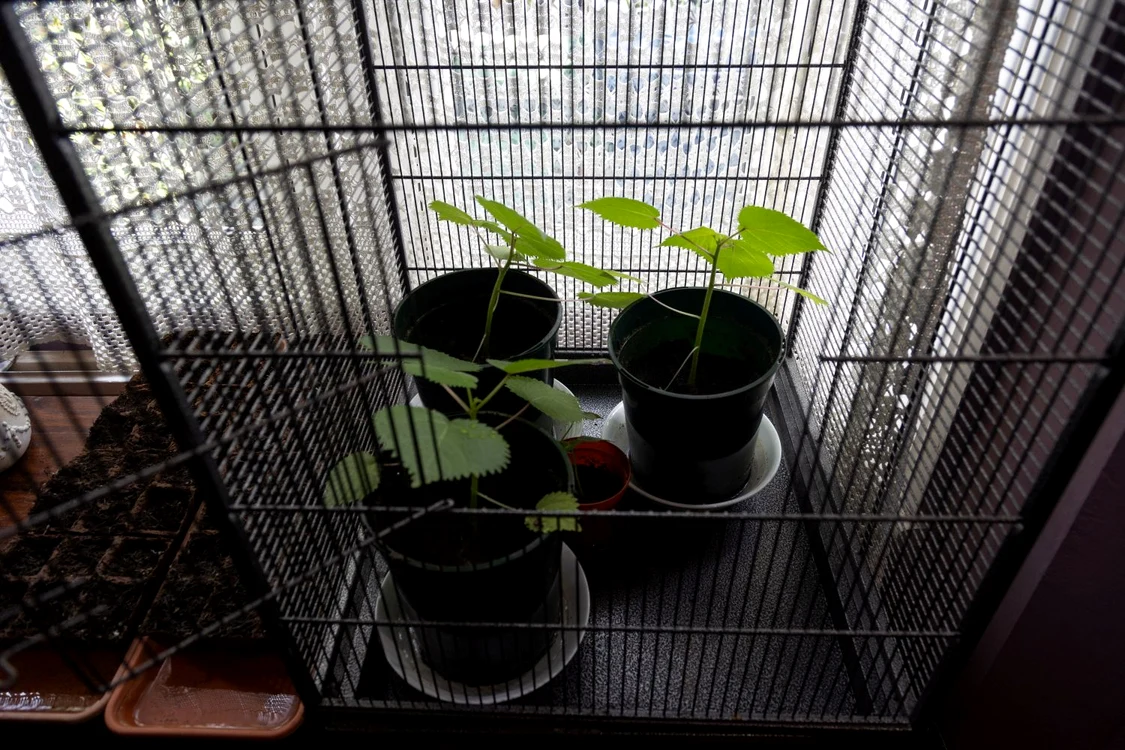 Planta este ținută în cușcă (Foto: Profimedia)