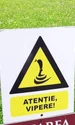 vipere ilustrativa foto daniel guta