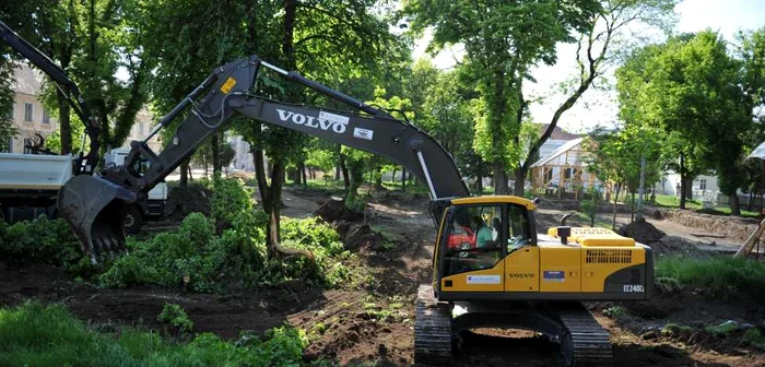 Copaci tăiaţi în parcul Custozza